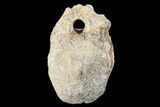 Bargain, Pachycephalosaurus Caudal Vertebra - Montana #101767-3